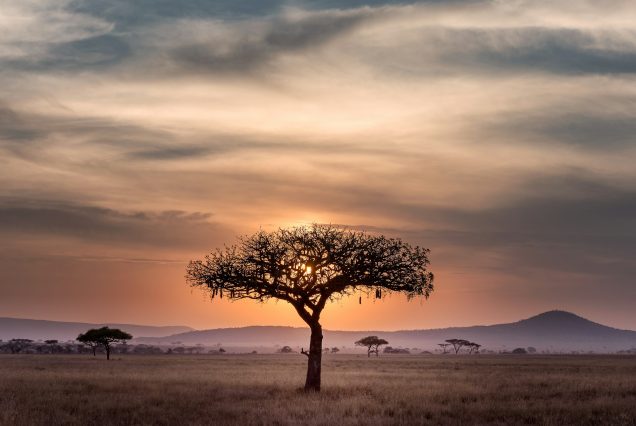 Fly to Africa